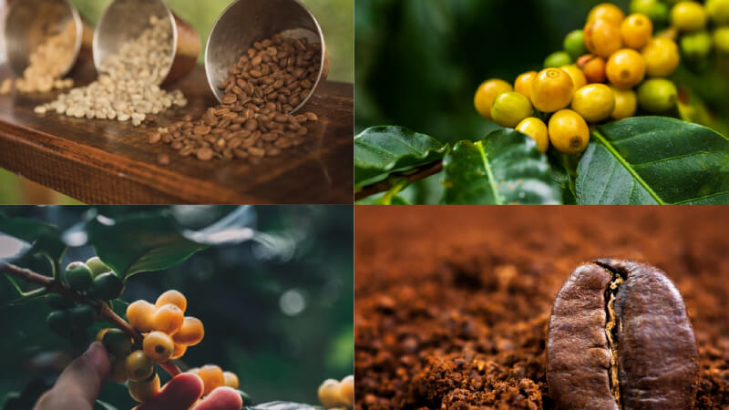 cà phê arabica là gì