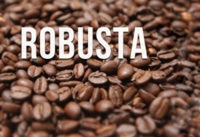 cà phê robusta là gì